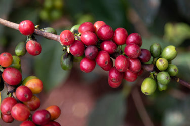 15 ARABICA COFFEE Tree Shrub Seeds - Grow your own coffee!